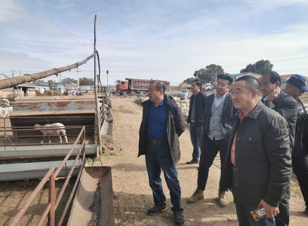 供應鏈金融助推肉羊產(chǎn)業(yè)發(fā)展